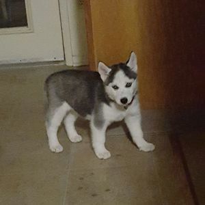 Meet your Posher, Sean